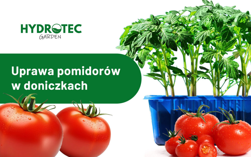 uprawa pomidorów w donicach