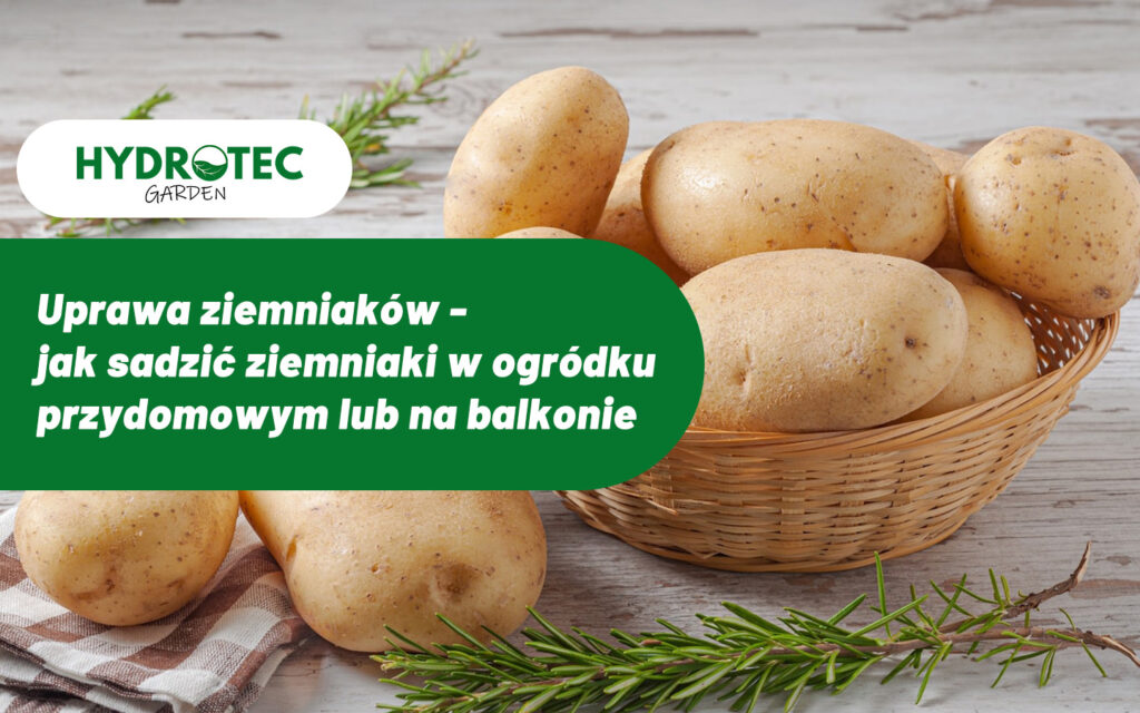 sadzenie ziemniaków - jak sadzić ziemniaki w ogródku przydomowym lub na balkonie