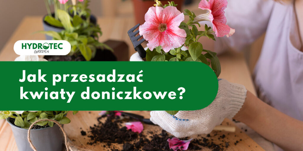 Jak przesadzać kwiaty doniczkowe?