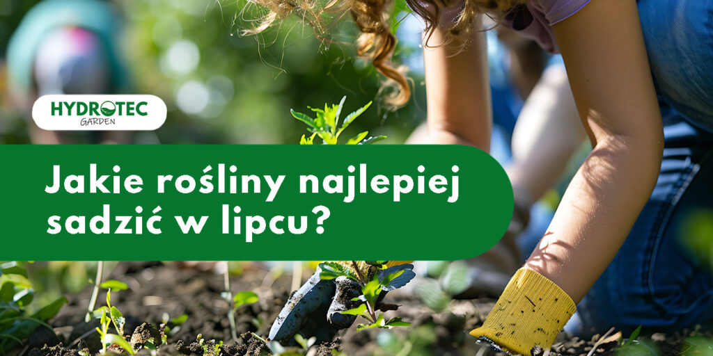 Jakie kwiaty sadzić w lipcu